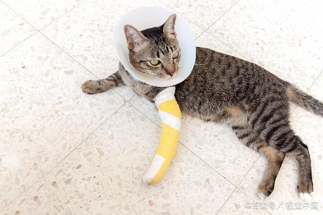 猫咪骨头断了能自愈吗,猫瘸了,一只脚不能碰地 没有伤口,猫咪爪子断了会自愈吗？