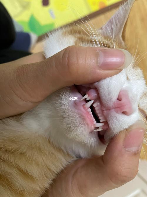猫咪尖牙断了还会长吗,猫咪尖牙断了还会长吗图片,猫的牙齿断半截会长吗？