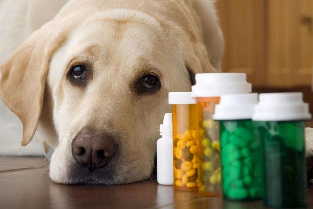 狗中毒吃什么药,,狗狗氰戊菊酯中毒后怎么用解药？