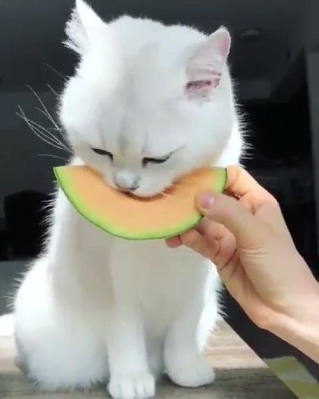 猫咪能吃哈密瓜吗,四个月猫咪能吃哈密瓜吗,猫能吃哈蜜瓜吗？