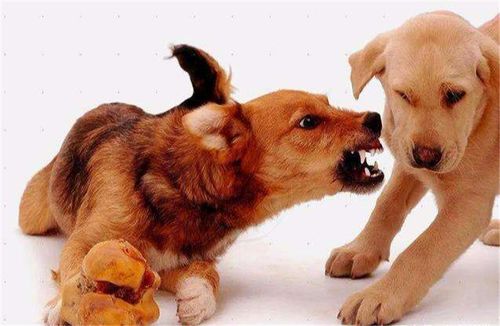 狗狗为什么会护食,狗狗为什么会护食咬主人,狗狗特别护食怎么办，越打越凶？