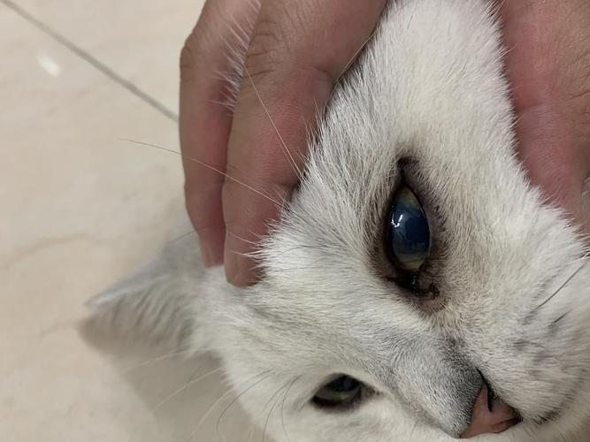 猫咪眼睛被白膜遮住,猫咪眼睛被白膜遮住一半,猫咪眼睛像蒙了一层膜什么原因？