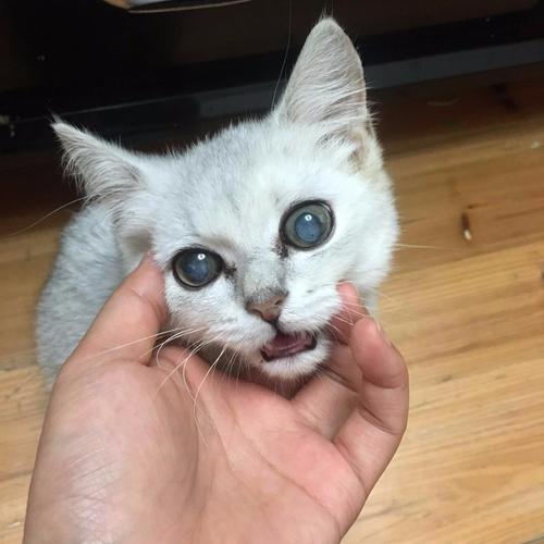 猫咪眼睛有白色粘稠物,猫咪眼睛有白色粘稠物睁不开,猫咪眼睛有粘液是怎么回事？