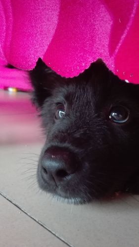 黑脸狗是什么品种,黑脸狗是什么品种图,半黑脸狗是什么品种？