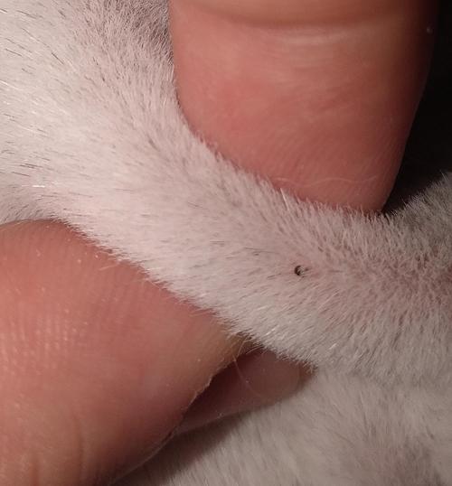猫咪感染蜱虫的症状,猫咪感染蜱虫的症状有哪些,蚊子咬猫咪猫咪会痒吗？