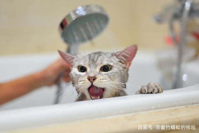 猫咪可以经常洗澡吗,猫咪可以经常洗澡吗?,为什么猫不能经常洗澡？