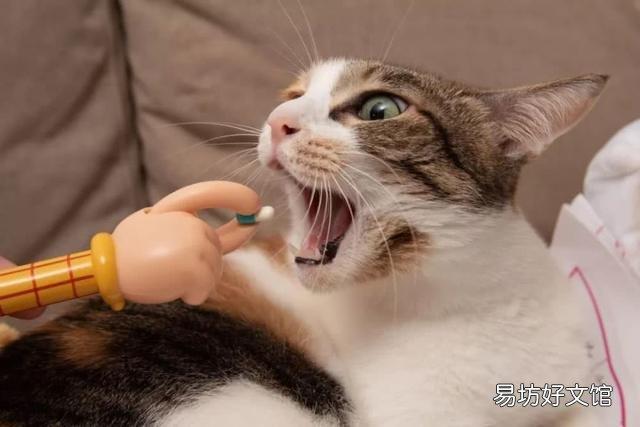 猫咪抽搐的原因及治疗,猫咪抽搐的原因及治疗方法是什么,猫咪身体一抽一抽抖动怎么回事？