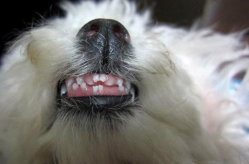 狗狗什么时候掉牙,狗狗什么时候掉牙换牙,边牧幼犬几个月开始掉牙？