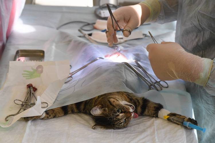 猫咪绝育手术过程,猫咪绝育手术过程视频,猫做绝育全过程？