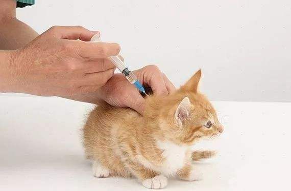 猫咪有必要打狂犬疫苗,猫咪有必要打狂犬疫苗么,猫打犬疫苗多少元？