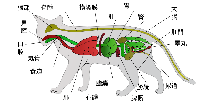 猫咪身体器官结构图,猫咪身体器官结构图片,猫的结构？