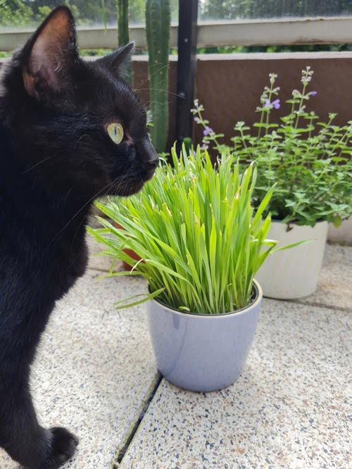 养猫可以养什么植物,家里养猫可以养什么植物,家有猫咪适宜养的大型绿植？