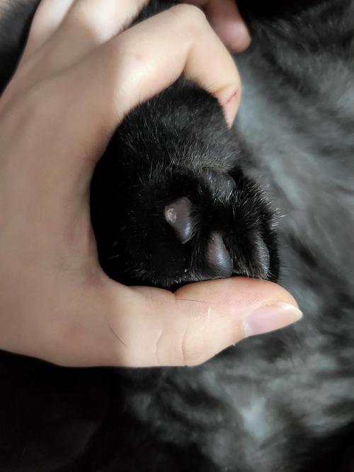 猫咪趾间炎初期症状,猫咪趾间炎初期症状黑色渣,为什么银渐层猫的脚臭？