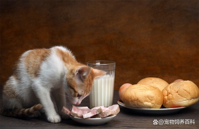 猫咪能不能吃面包,猫咪能不能吃面包?,猫可以吃面包吗？