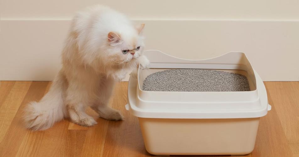 猫咪会自己用猫砂吗,猫咪会自己用猫砂吗为什么,为啥一个月的流浪猫会自己用猫砂？