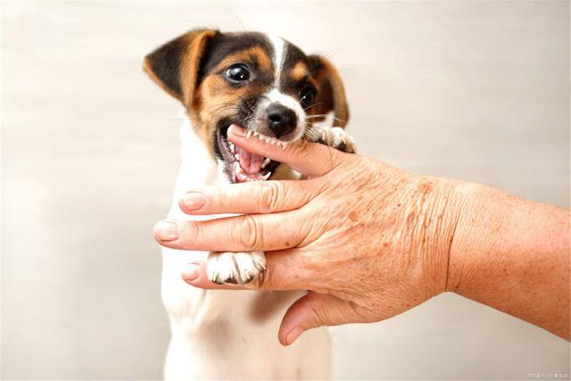 小狗为什么喜欢咬东西,一个月的小狗为什么喜欢咬东西,小狗为什么喜欢张嘴咬东西？