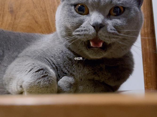 为什么猫喜欢摸下巴,猫咪对话翻译器,为什么猫都喜欢蹭下巴？