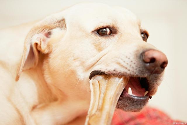 为什么小狗喜欢咬东西,为什么小狗喜欢咬东西甩来甩去,幼犬咬东西是磨牙吗？