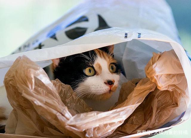 猫为什么吃塑料袋,猫为什么吃塑料袋怎么办,猫咪为什么爱舔塑料袋？