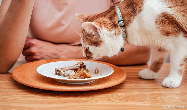 猫咪可以吃鸡骨头吗,猫咪可以吃鸡骨头吗?,五个月猫咪可以吃鸡骨头吗？