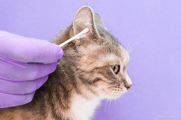 猫咪打疫苗前要驱虫吗,猫咪打疫苗前要驱虫吗?,猫先没驱虫就打疫苗有什么影响？