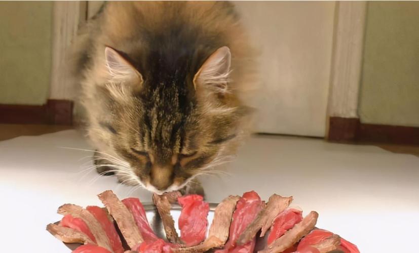 猫咪可以吃牛肉干吗,猫咪十大禁忌食物,猫吃牛肉干么？