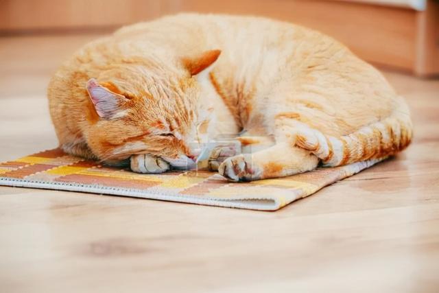 猫咪睡地板上会着凉吗,夏天猫咪睡地板上会着凉吗,猫在瓷砖上趴着会冷吗？