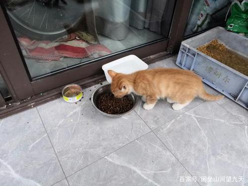 猫咪搬家后不吃不喝,猫咪搬家后不吃不喝还呕吐,搬家猫咪很凶不吃东西怎么办？