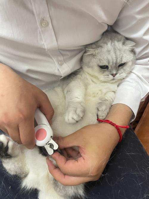 小猫咪可以剪指甲吗,一个月左右的小猫咪可以剪指甲吗,猫可以剪指甲吗？