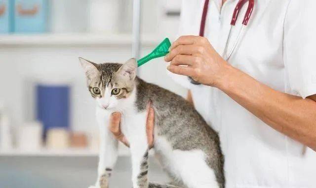 猫咪多大可以做驱虫,猫咪多大可以做驱虫打疫苗,猫猫多大可以做驱虫？