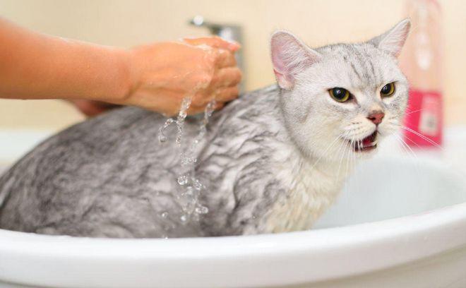 猫咪洗澡可以用肥皂吗,给小猫咪洗澡可以用肥皂吗,猫咪可以用人类的香皂吗？