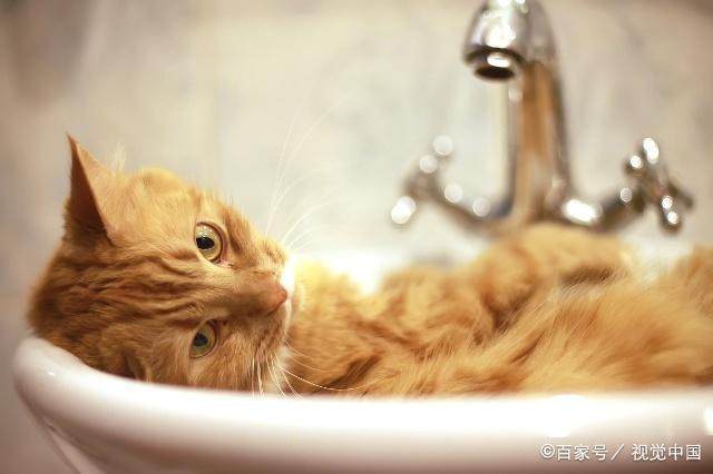 猫咪洗澡可以用肥皂吗,给小猫咪洗澡可以用肥皂吗,洗洁精能给猫咪去油吗？