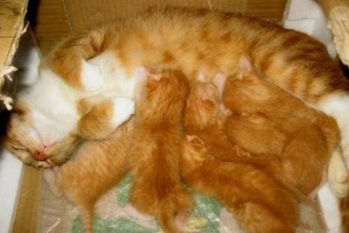 哺乳期猫咪可以洗澡吗,哺乳期猫咪可以洗澡吗?,小猫洗澡后猫妈妈还会给它喂奶吗？