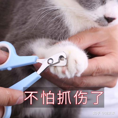 小猫咪的指甲可以剪吗,小猫咪的指甲可以剪吗?,猫的指甲可以剪吗？