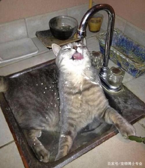 猫咪能不能喝自来水,猫咪能不能喝自来水,家里没有开水了,猫能不能喝生水？