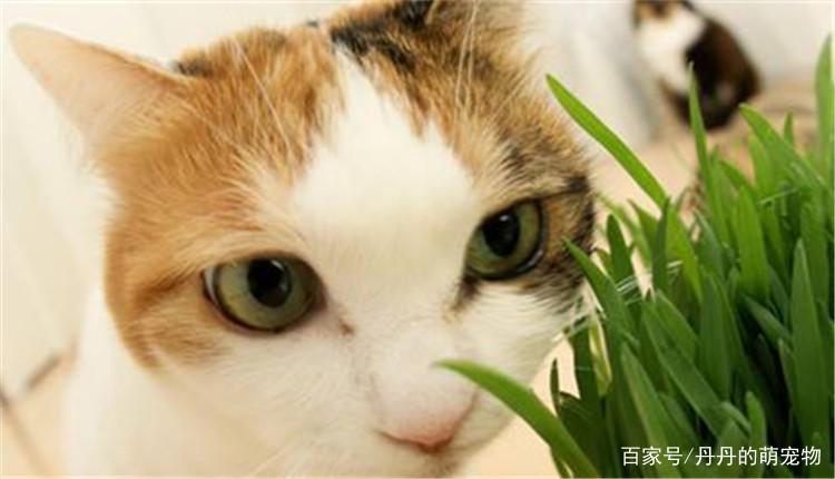 猫咪几个月可以吃猫草,猫咪几个月可以吃猫草棒,一个多月的小猫可以吃猫草吗？