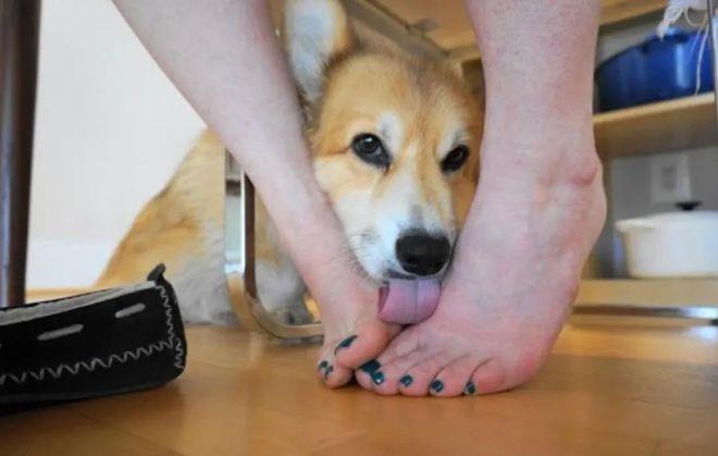 为什么狗舔自己的脚,为什么狗舔自己的脚需要打针吗,小狗为什么添自己爪子？