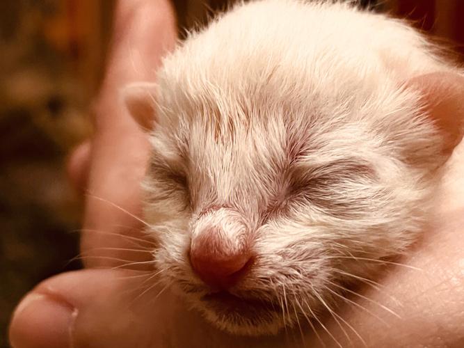 刚出生的小猫咪图片,刚出生的小猫咪图片大全可爱,刚出生的小猫多大才正常？