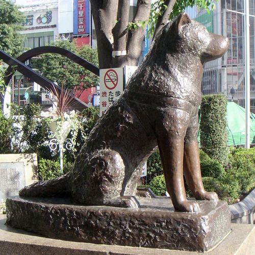 八公犬是什么品种,日本八公犬雕像,忠犬八公是什么犬？