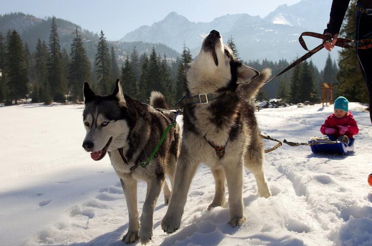 雪橇犬叫什么名字,汪汪队雪橇犬叫什么名字,雪橇是什么动物拉的？