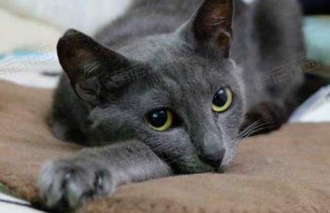 猫为什么会突然死亡,猫为什么会突然死亡没有症状,为啥蓝猫生小猫会死？