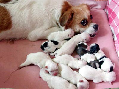 母狗怀孕有什么症状,母狗怀孕有什么症状和表现,狗狗怀孕两个月症状？