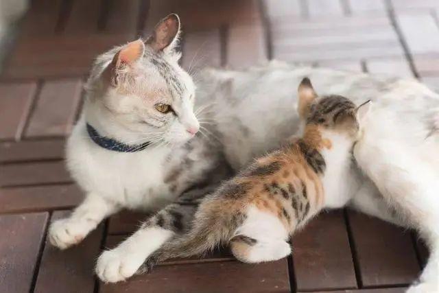 猫咪一边呼噜一边踩奶,猫咪一边呼噜一边踩奶一边咬,猫咪踩奶还咕咕响代表什么意思？