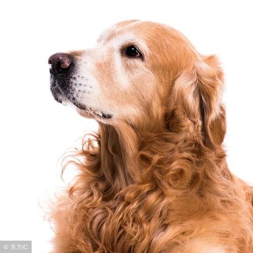 什么狗最听话最忠诚,什么狗最听话最忠诚不咬人,我想养只又乖又听话的狗，该养哪种好呢？