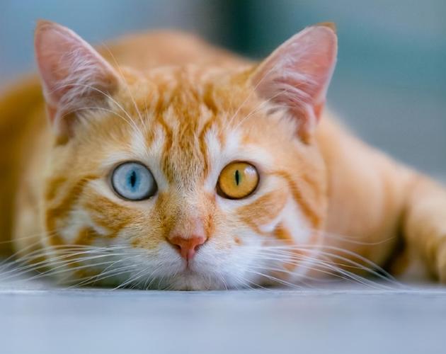 猫咪两只眼睛颜色不一样,猫咪两只眼睛颜色不一样好不好,猫咪的眼睛,一只是黄的一只是蓝的,这是怎么回事？