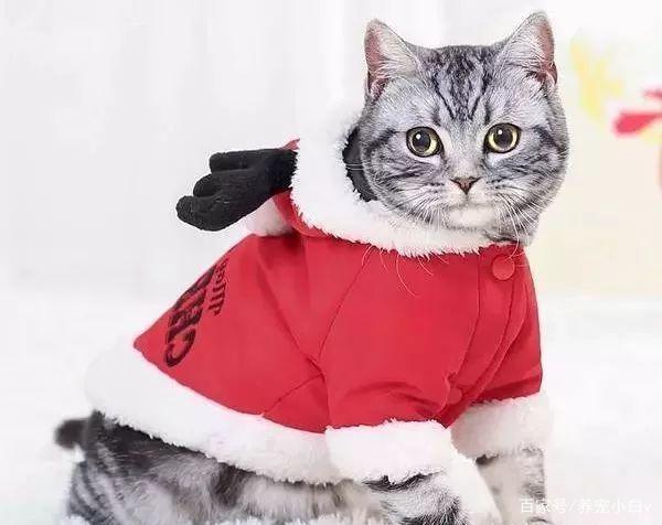 猫咪冬天要穿衣服吗,猫咪冬天要穿衣服吗为什么,冬天能不能给猫咪穿衣服？