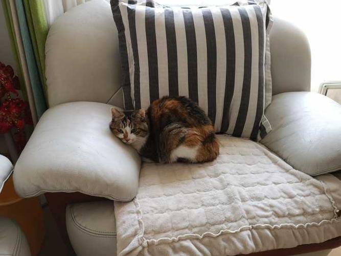 猫咪会抓皮沙发吗,猫咪会抓皮沙发吗?,猫挠沙发什么意思？