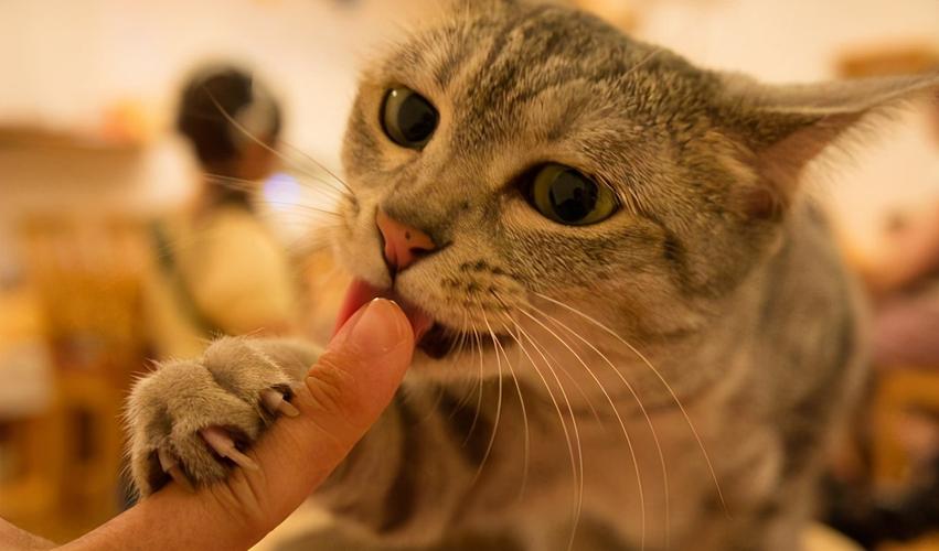 猫为什么喜欢咬人手,猫为什么喜欢咬人手指又不真的咬,为什么猫咬自己的手？