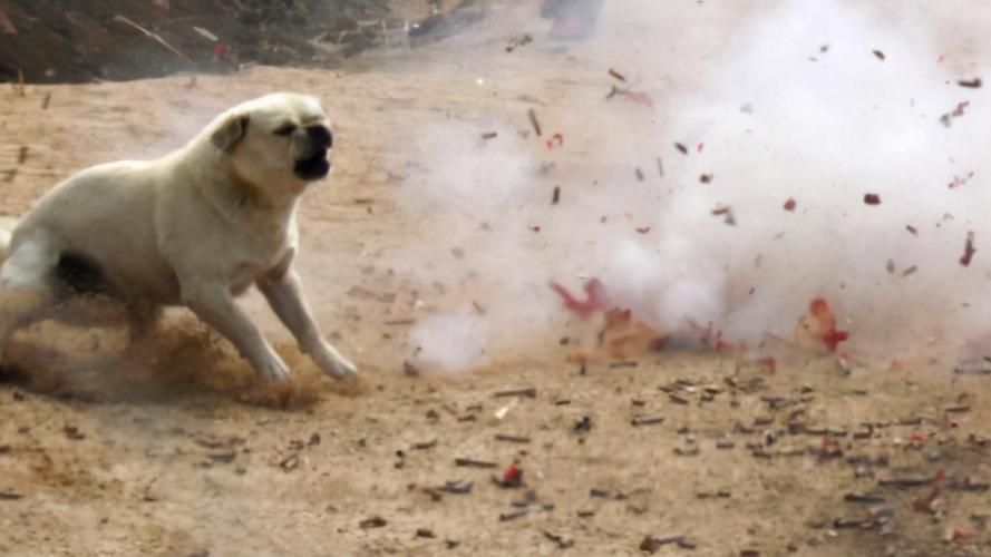 狗为什么怕鞭炮声,狗为什么怕鞭炮声音,我们过春节时放鞭炮声狗为什么会怕炮声呢！狗不是很勇敢吗？
