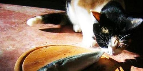 猫为什么不怕鱼刺,猫为什么不怕鱼刺卡喉咙,猫为什么不怕吃到鱼刺？